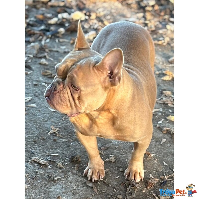 Chanel Bulldof Francese in Adozione - Foto n. 2