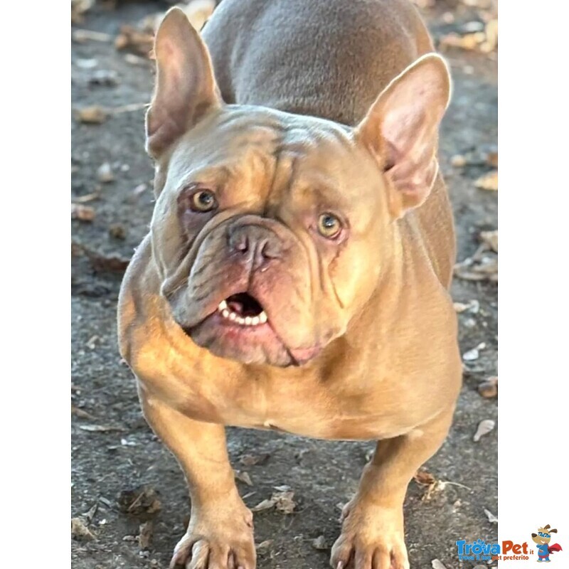 Chanel Bulldof Francese in Adozione - Foto n. 3