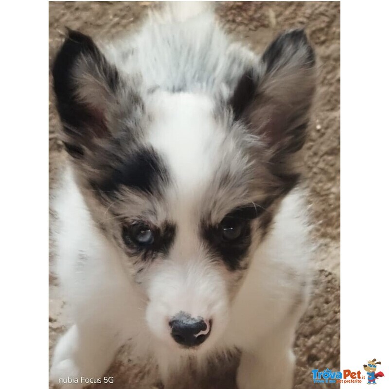 Cuccioli Border Colli Pedigree - Foto n. 2