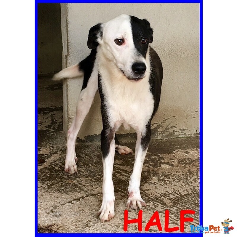 Half Dolce Buffo Nonnino - Foto n. 1