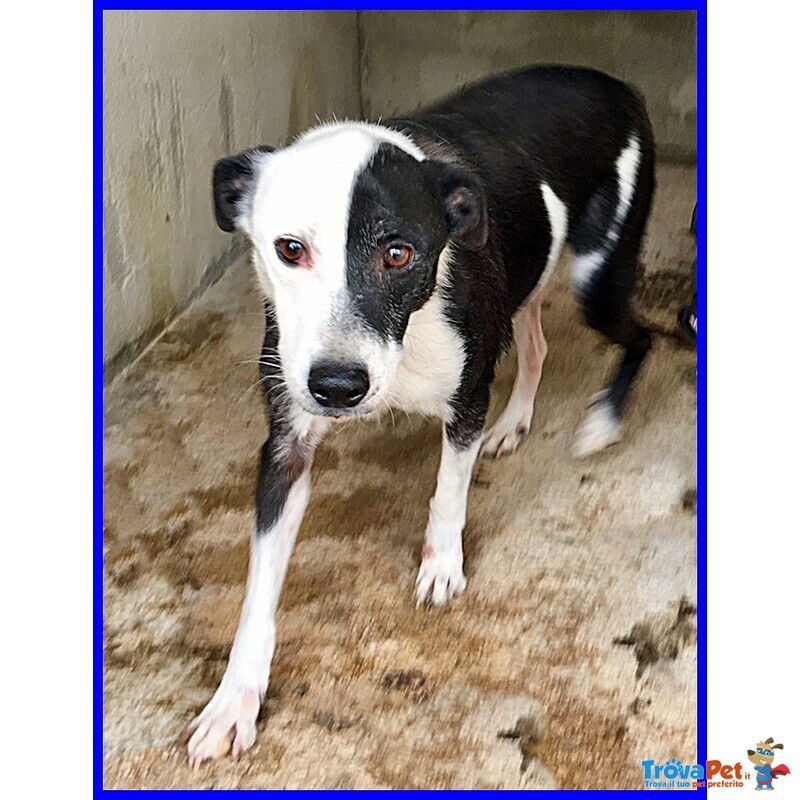 Half Dolce Buffo Nonnino - Foto n. 2