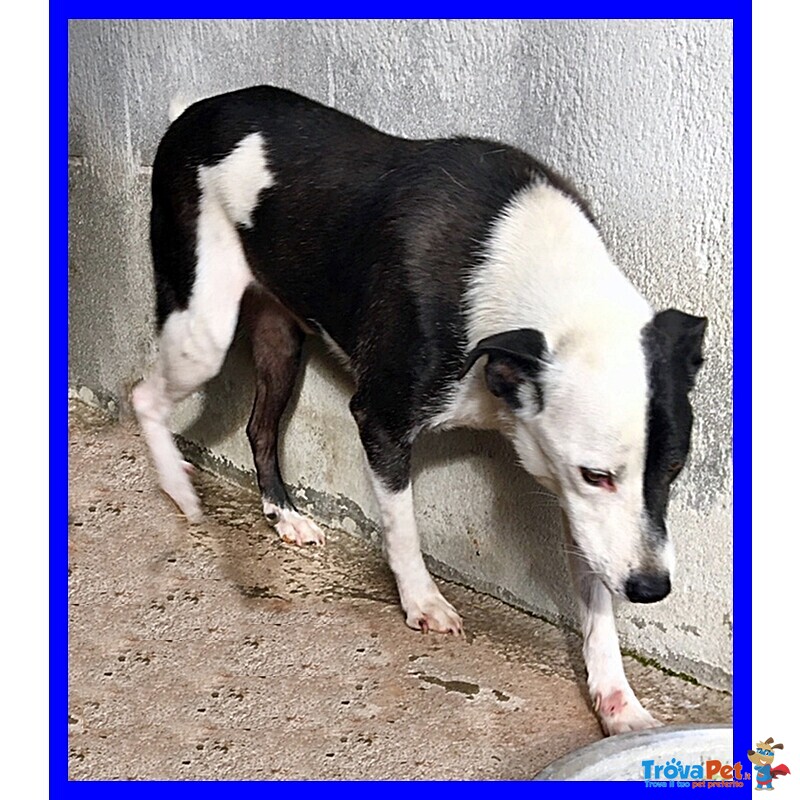 Half Dolce Buffo Nonnino - Foto n. 3