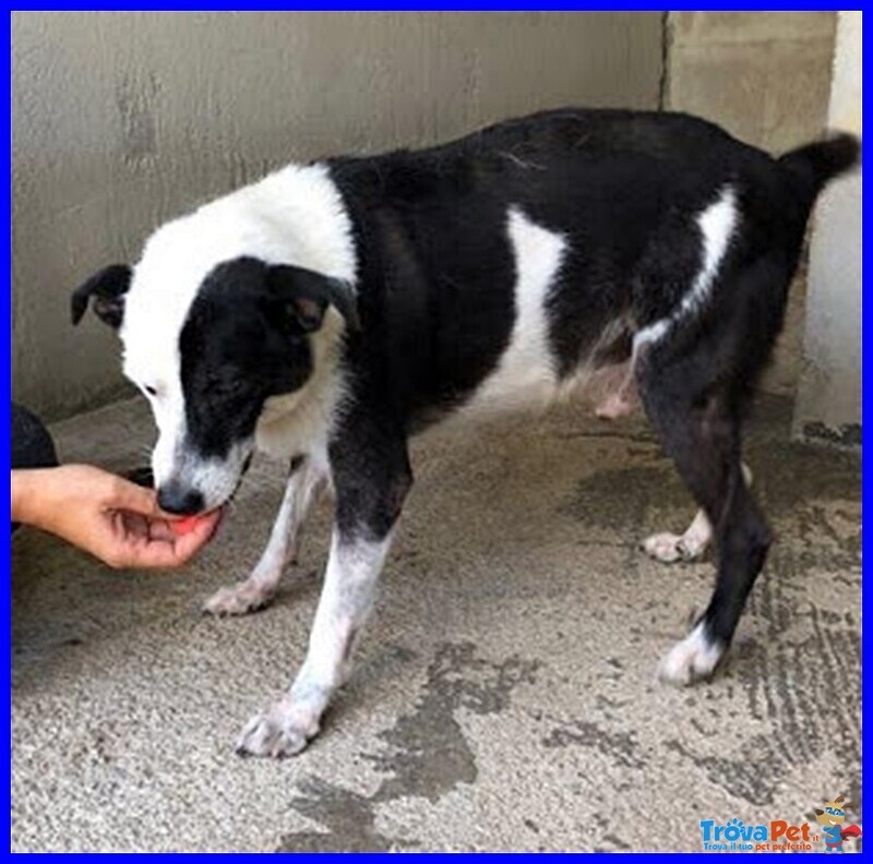 Half Dolce Buffo Nonnino - Foto n. 4