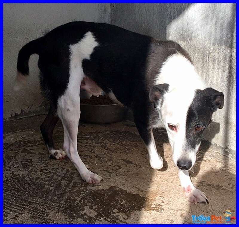 Half Dolce Buffo Nonnino - Foto n. 6