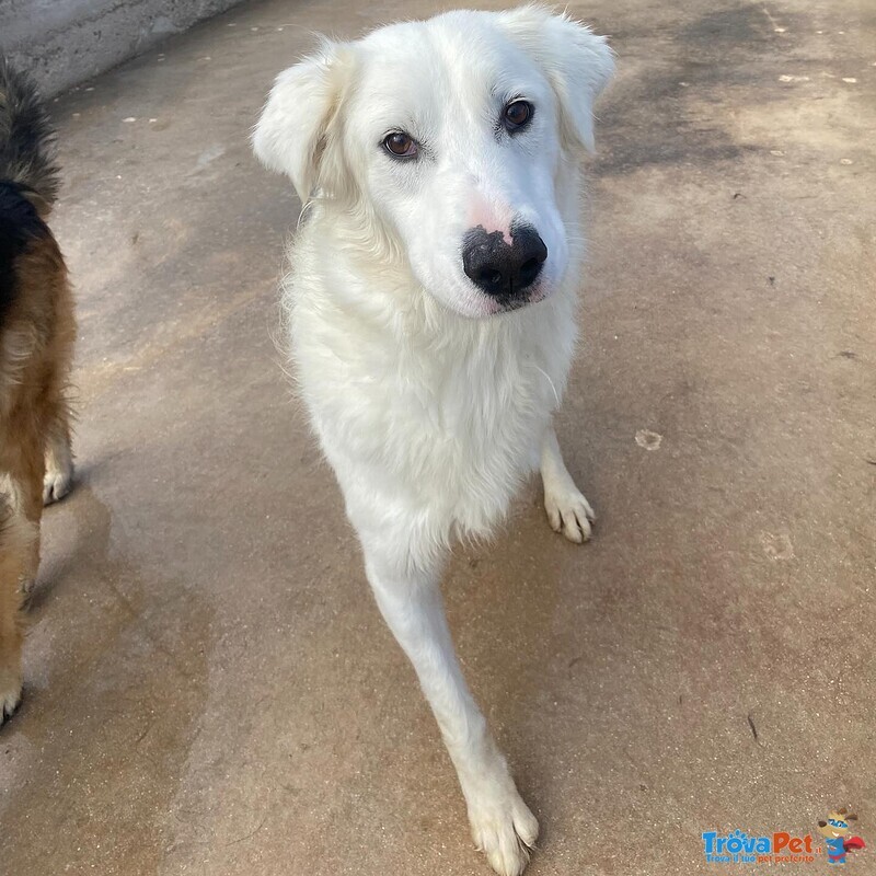 Ghali Dolce Tripode Cerca casa - Adozione Canile di Latina - Foto n. 2