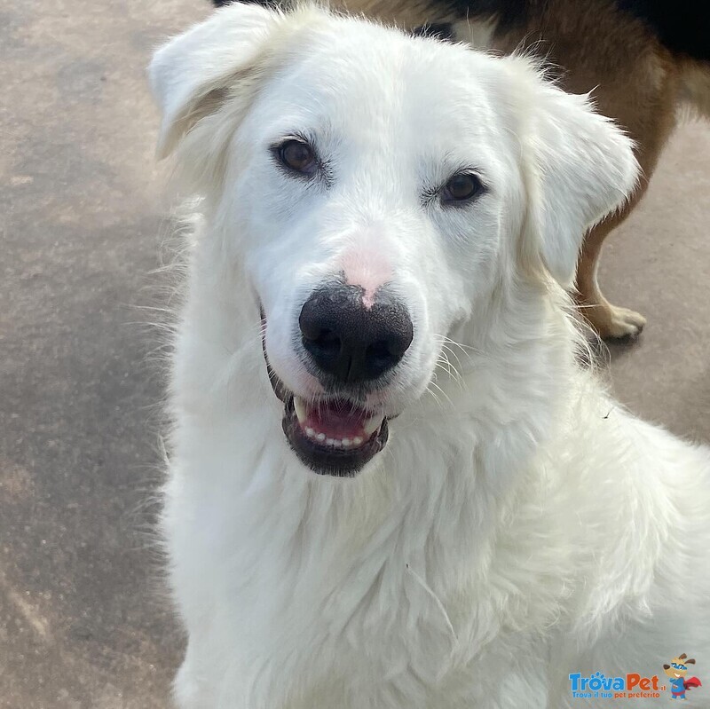 Ghali Dolce Tripode Cerca casa - Adozione Canile di Latina - Foto n. 3