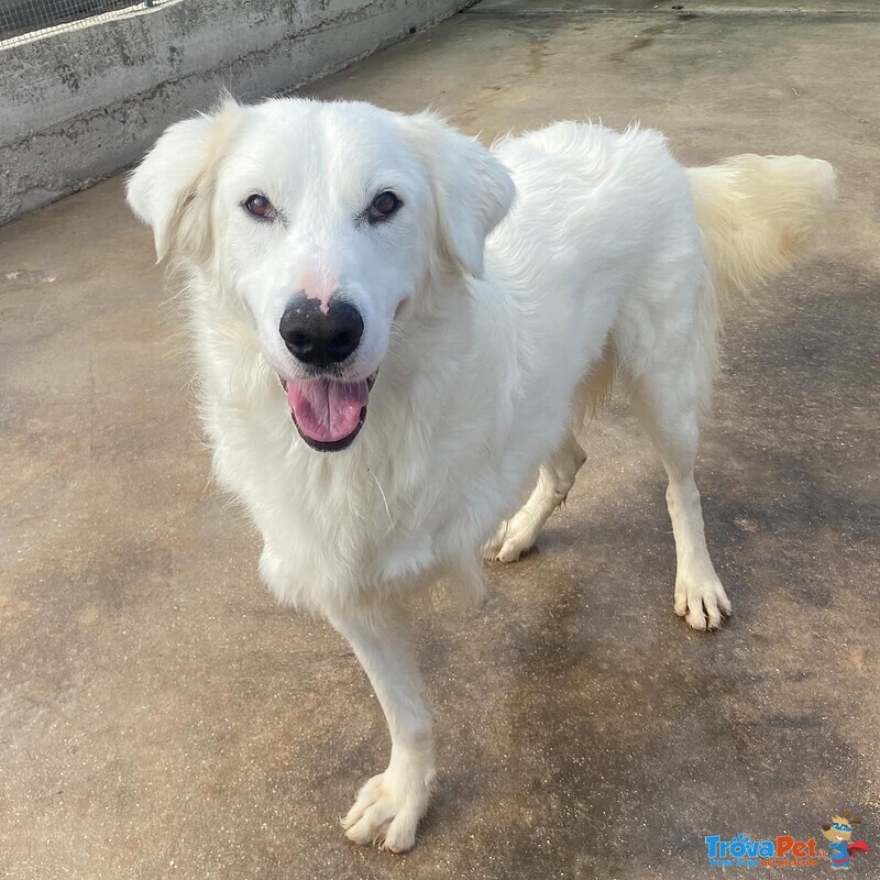 Ghali Dolce Tripode Cerca casa - Adozione Canile di Latina - Foto n. 4