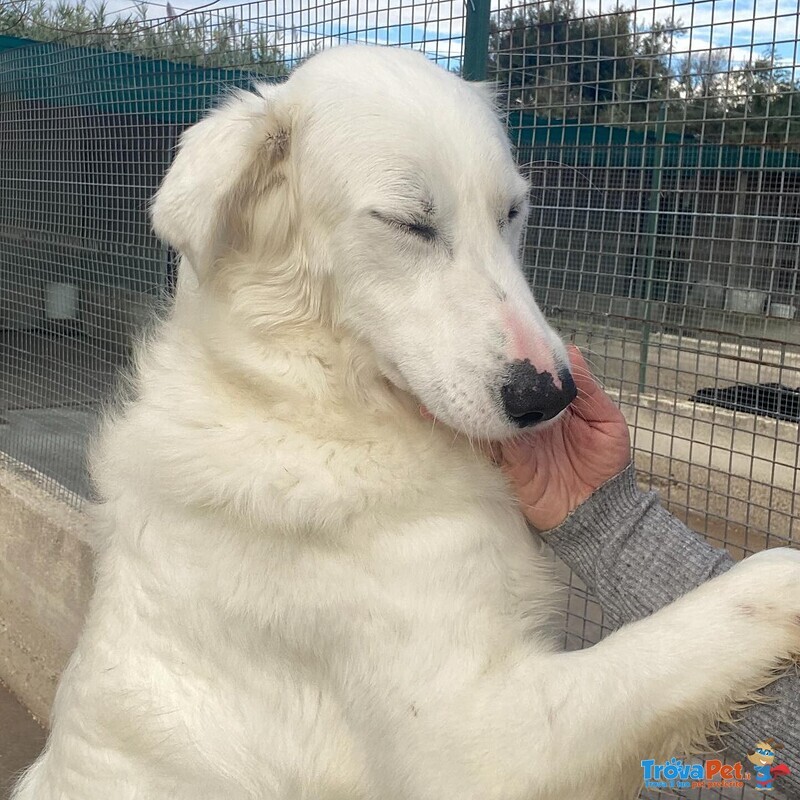 Ghali Dolce Tripode Cerca casa - Adozione Canile di Latina - Foto n. 5