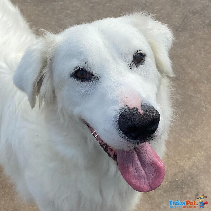 Ghali Dolce Tripode Cerca casa - Adozione Canile di Latina - Foto n. 7