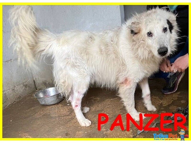 Panzer Dolcissimo Nonnino Orsacchiottone - Foto n. 1