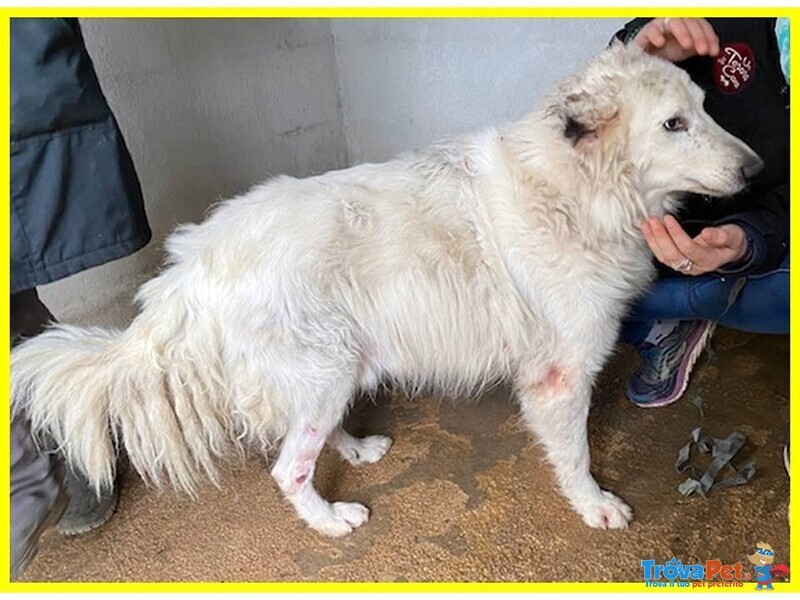 Panzer Dolcissimo Nonnino Orsacchiottone - Foto n. 2