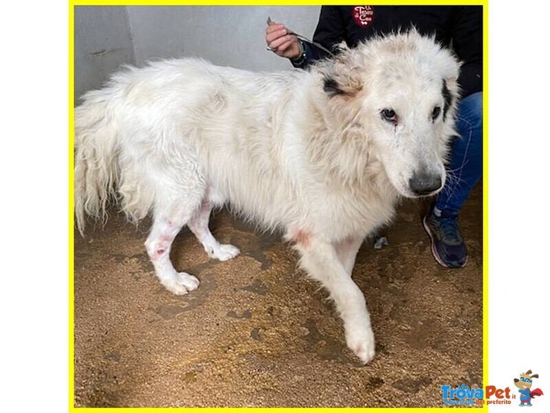 Panzer Dolcissimo Nonnino Orsacchiottone - Foto n. 3