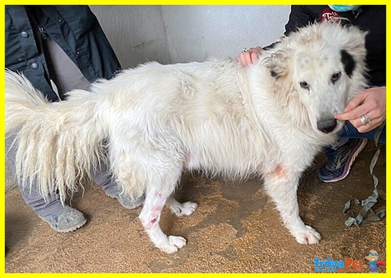 Panzer Dolcissimo Nonnino Orsacchiottone - Foto n. 4