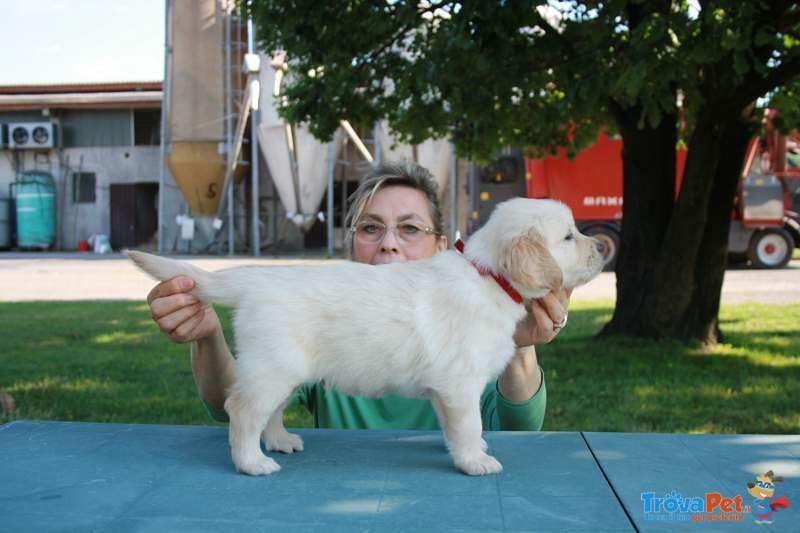 Cuccioli di Golden Retriever, Ottimi Soggetti - Foto n. 6