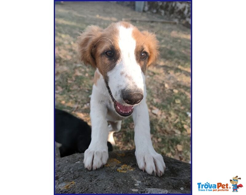 Kelly Cucciolotta Abbandonata con la Sorellina Sotto il Sole - Foto n. 1