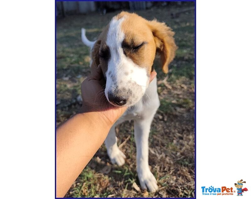 Kelly Cucciolotta Abbandonata con la Sorellina Sotto il Sole - Foto n. 3