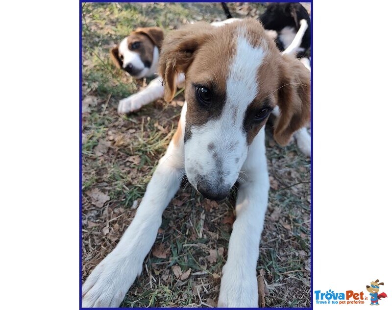 Kelly Cucciolotta Abbandonata con la Sorellina Sotto il Sole - Foto n. 4