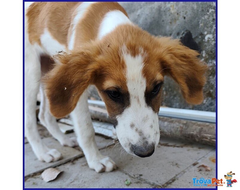 Kelly Cucciolotta Abbandonata con la Sorellina Sotto il Sole - Foto n. 5