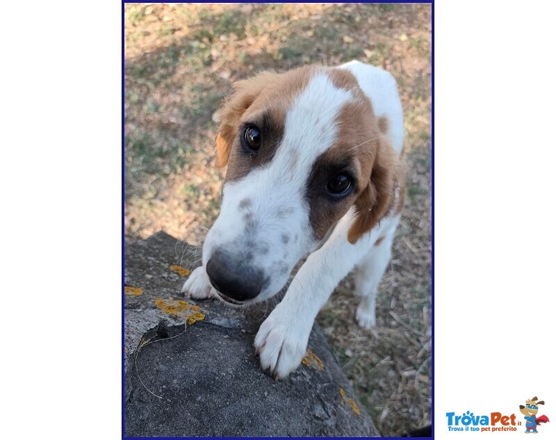 Kelly Cucciolotta Abbandonata con la Sorellina Sotto il Sole - Foto n. 6