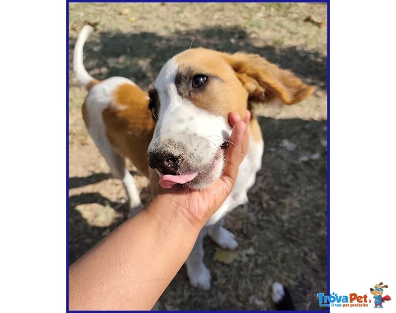 Kelly Cucciolotta Abbandonata con la Sorellina Sotto il Sole - Foto n. 7