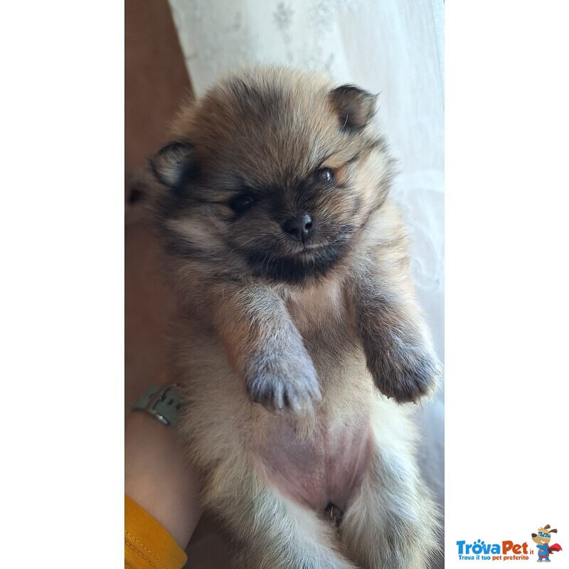 Pomerania con Pedigree - Foto n. 1