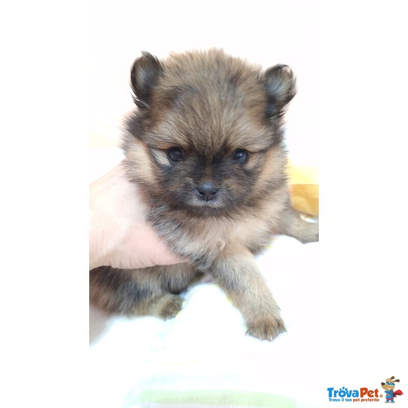 Pomerania con Pedigree - Foto n. 2