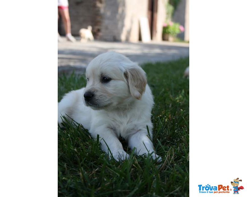 Cuccioli di Golden Retriever, Ottimi Soggetti - Foto n. 7