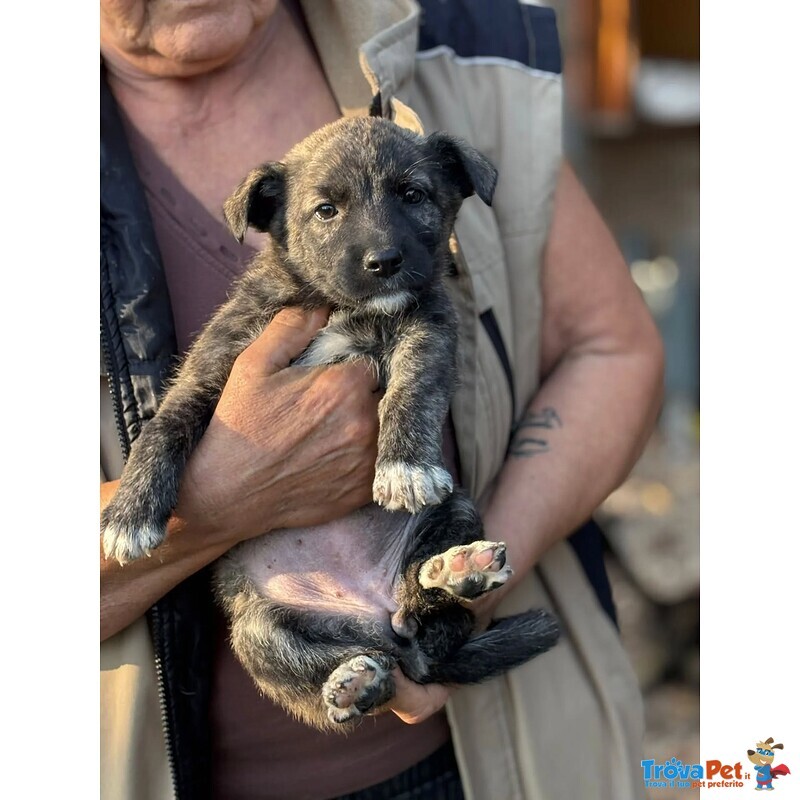 Emma Dolce Cucciola Taglia Medio Piccola in Adozione - Foto n. 2