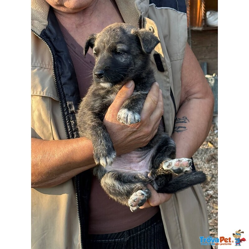 Emma Dolce Cucciola Taglia Medio Piccola in Adozione - Foto n. 3