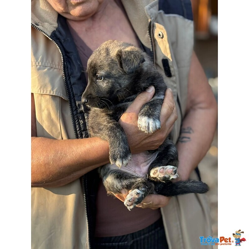 Emma Dolce Cucciola Taglia Medio Piccola in Adozione - Foto n. 4