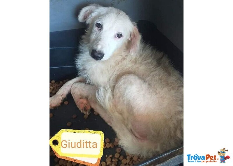 Giuditta 2-3anni Altra Dimenticata! 10kg - Foto n. 1