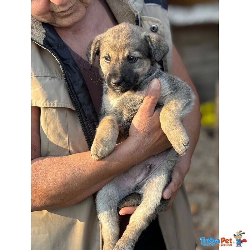 Pepito Dolce Cucciolo 60 Giorni Cerca Casa - Foto n. 2