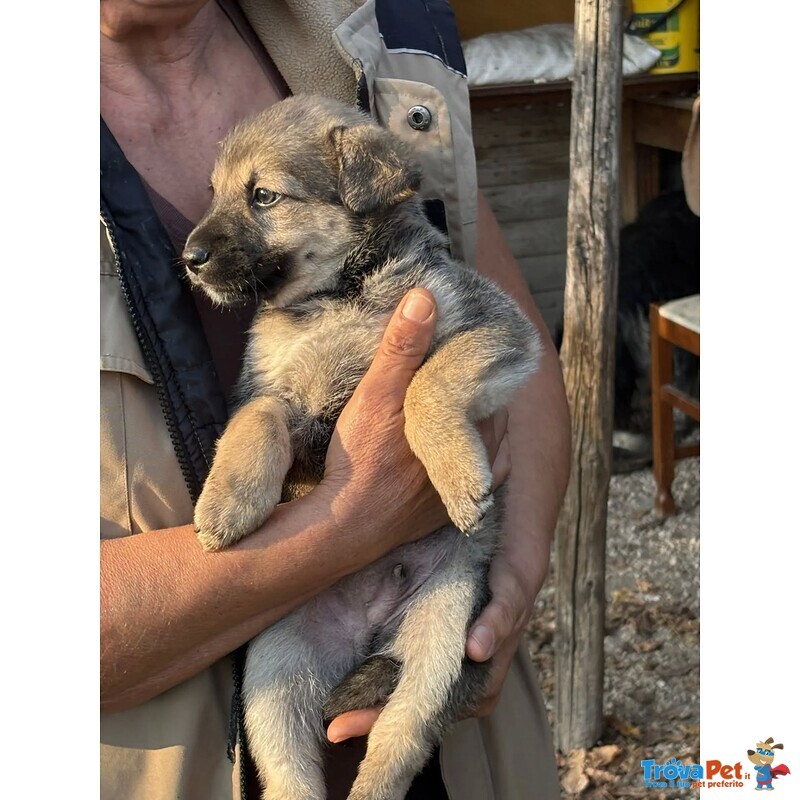Pepito Dolce Cucciolo 60 Giorni Cerca Casa - Foto n. 3