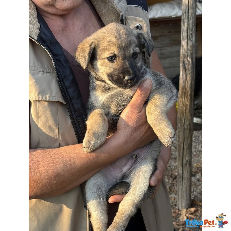 Pepito Dolce Cucciolo 60 Giorni Cerca Casa - Foto n. 4