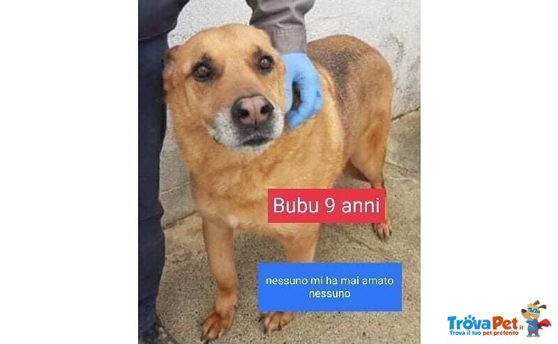 Bubu sui 9 anni Dolce Patatone mai Amato! - Foto n. 1