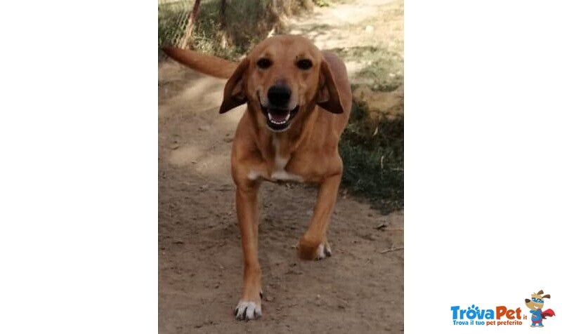 Luciano bel Timidino Rimasto Solo! - Foto n. 1