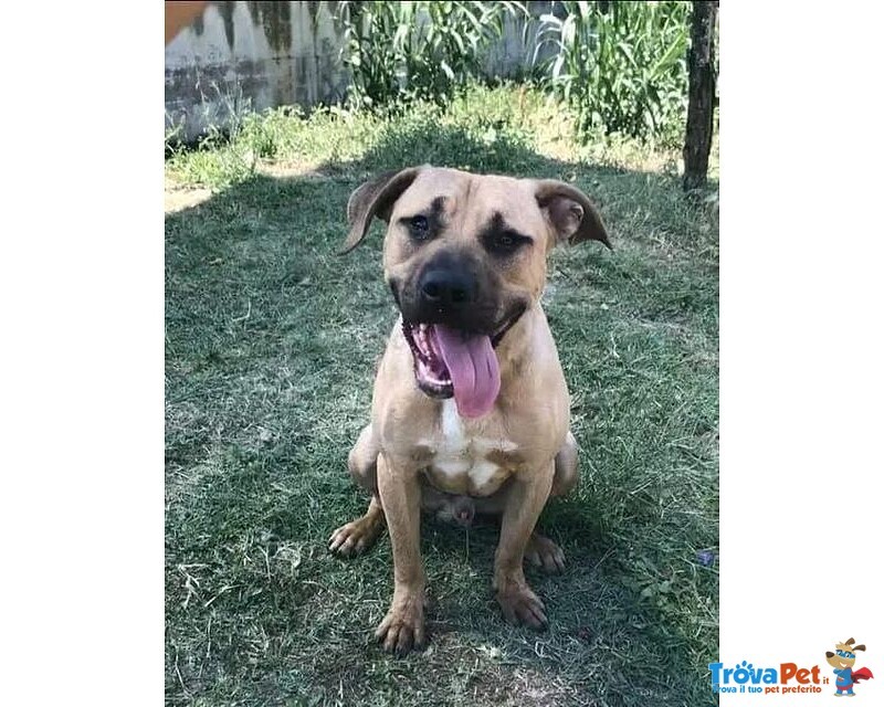 Otis Simpatico e Socievole! - Foto n. 1