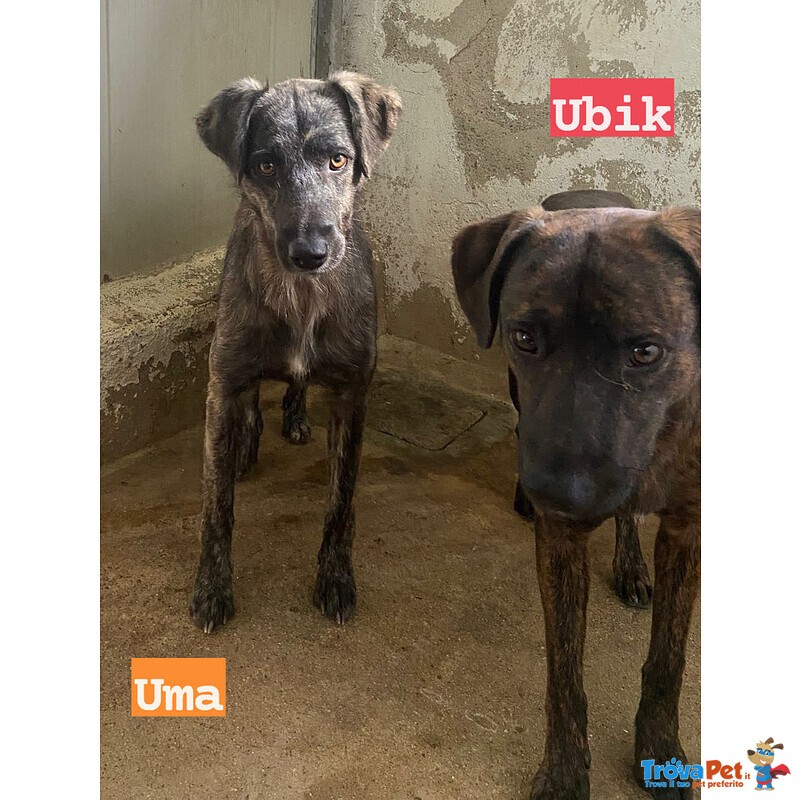 Uma e ubik Mamma e Figlio Tigratini Timorosi - Foto n. 1