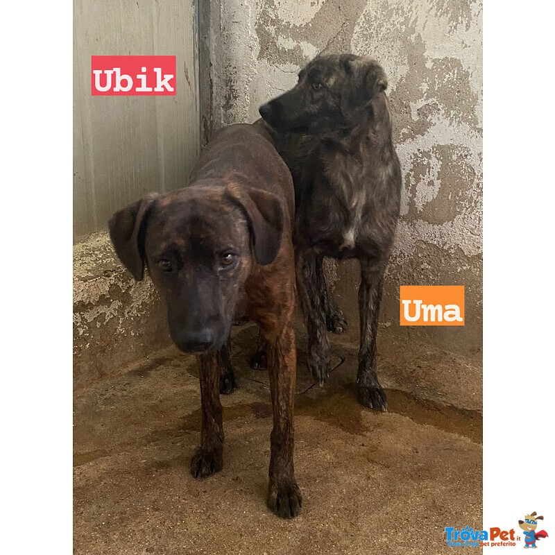 Uma e ubik Mamma e Figlio Tigratini Timorosi - Foto n. 2