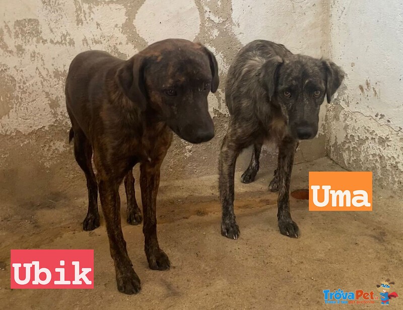 Uma e ubik Mamma e Figlio Tigratini Timorosi - Foto n. 4