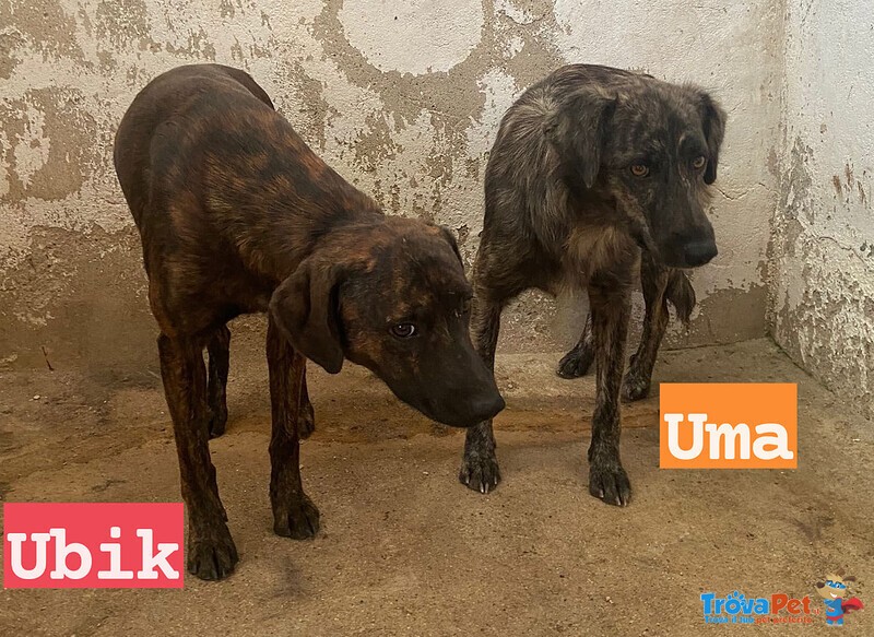 Uma e ubik Mamma e Figlio Tigratini Timorosi - Foto n. 5