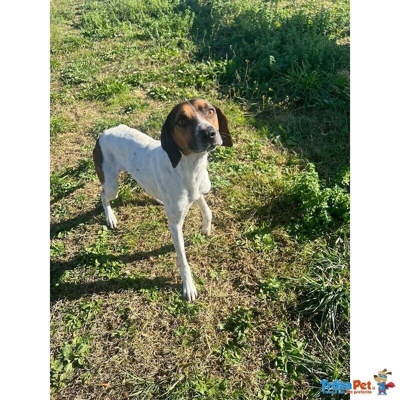 Twist Accalappiato!vagava in Cerca di Cibo - Foto n. 2