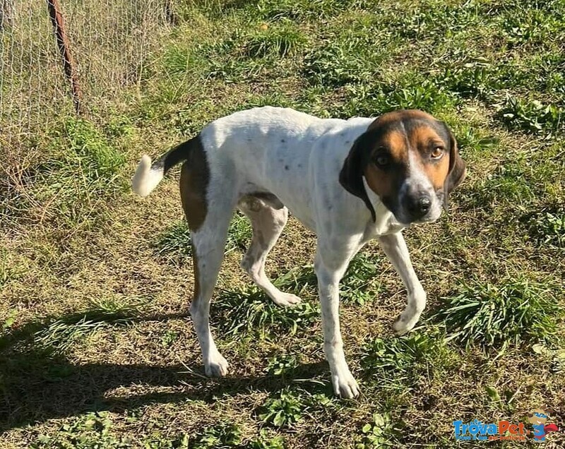 Twist Accalappiato!vagava in Cerca di Cibo - Foto n. 3