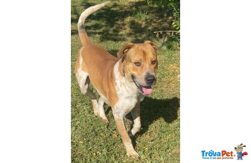 Casper Giovane, Bravo,equilibrato - Trasferito! - Foto n. 1