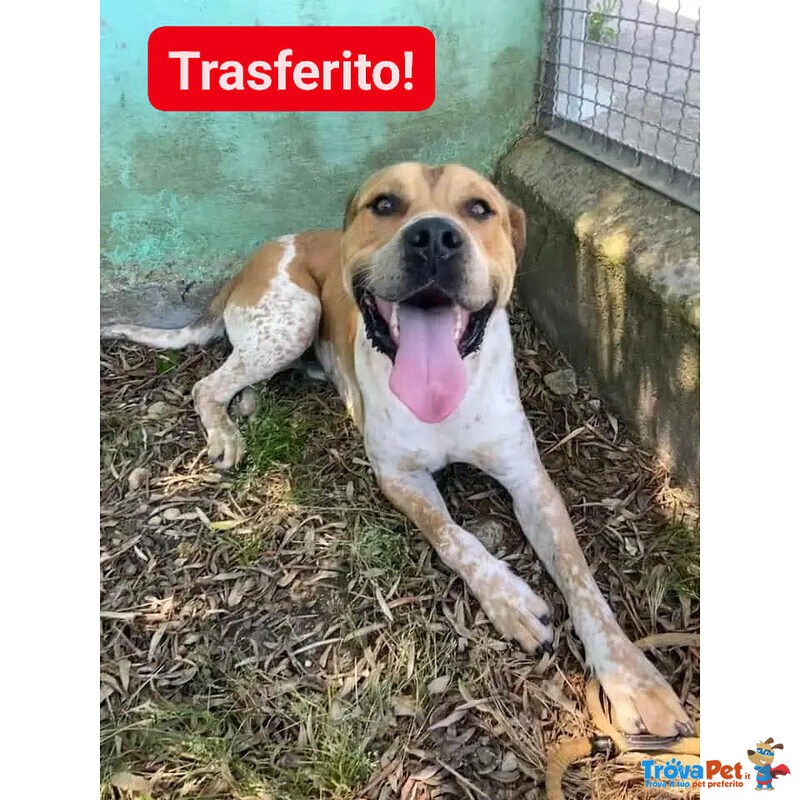 Casper Giovane, Bravo,equilibrato - Trasferito! - Foto n. 2