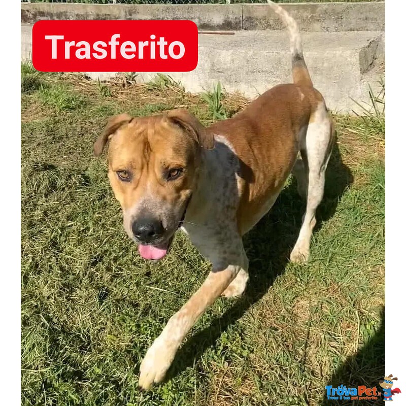 Casper Giovane, Bravo,equilibrato - Trasferito! - Foto n. 4