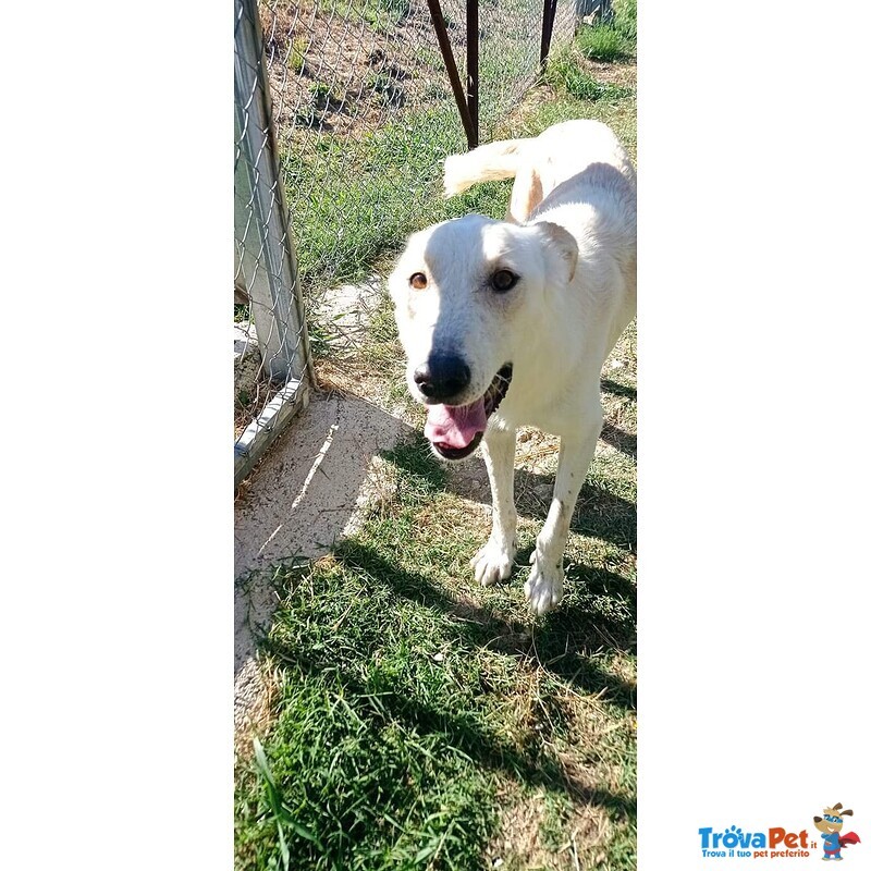 Roberto Socievole Allegro! tg Media - Foto n. 2