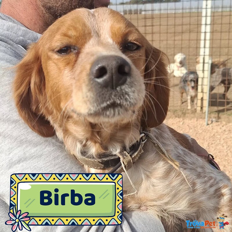 Birba Dolce Cagnolina Breton 4 anni Cerca casa - in Adozione - Foto n. 1