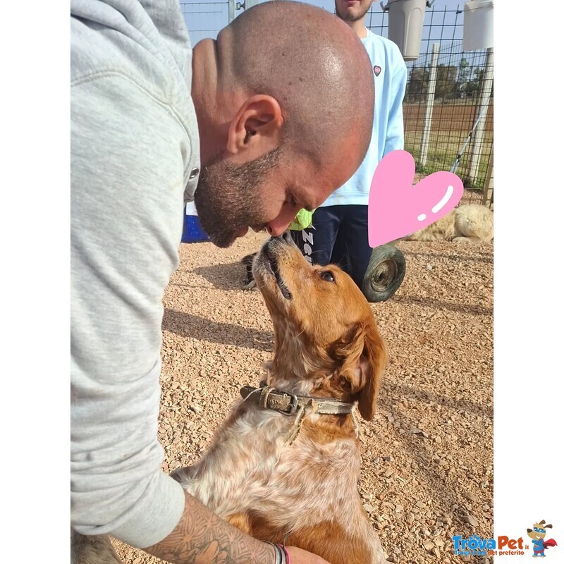 Birba Dolce Cagnolina Breton 4 anni Cerca casa - in Adozione - Foto n. 3