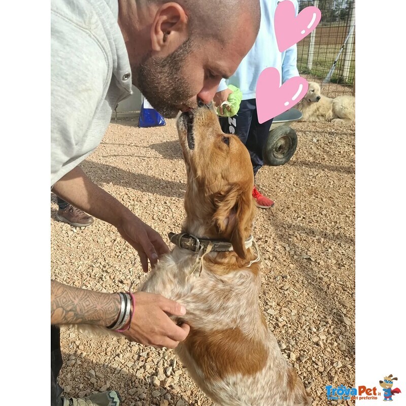 Birba Dolce Cagnolina Breton 4 anni Cerca casa - in Adozione - Foto n. 4